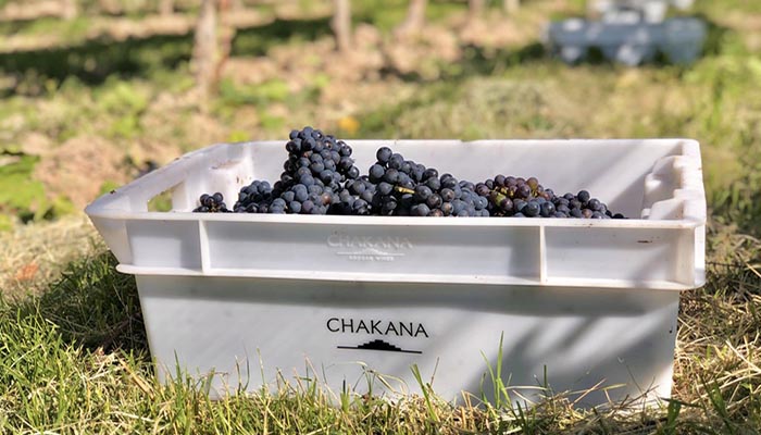 Para Chakana, la vendimia 2022 dará vinos tintos más frescos y refinados