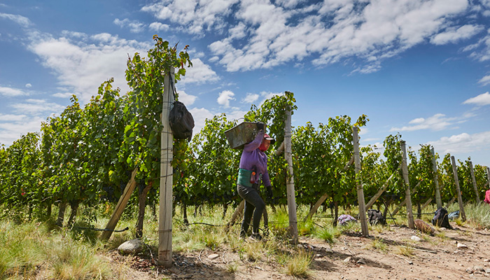 Altos Las Hormigas se ilusiona con los vinos de la vendimia 2022