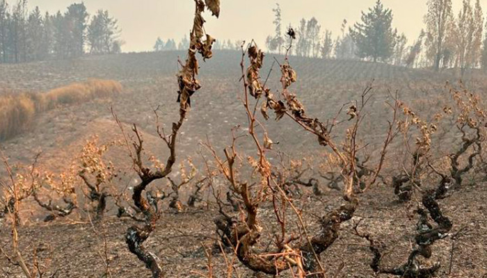 Incendios forestales provocan enormes pérdidas en el Valle de Itata