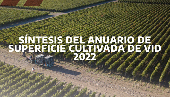 La viticultura argentina sigue achicándose y concentrándose